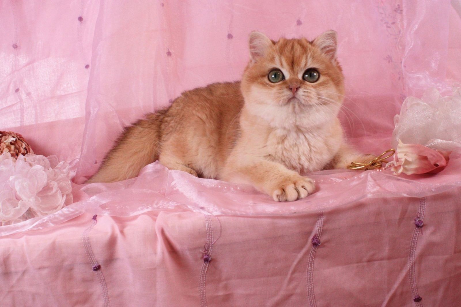 Котик кошеня котёнок британская золотая шиншилла NY12 NY11 редкий окра