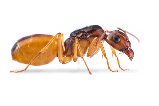 Mrówki - Camponotus fedtschenkoi