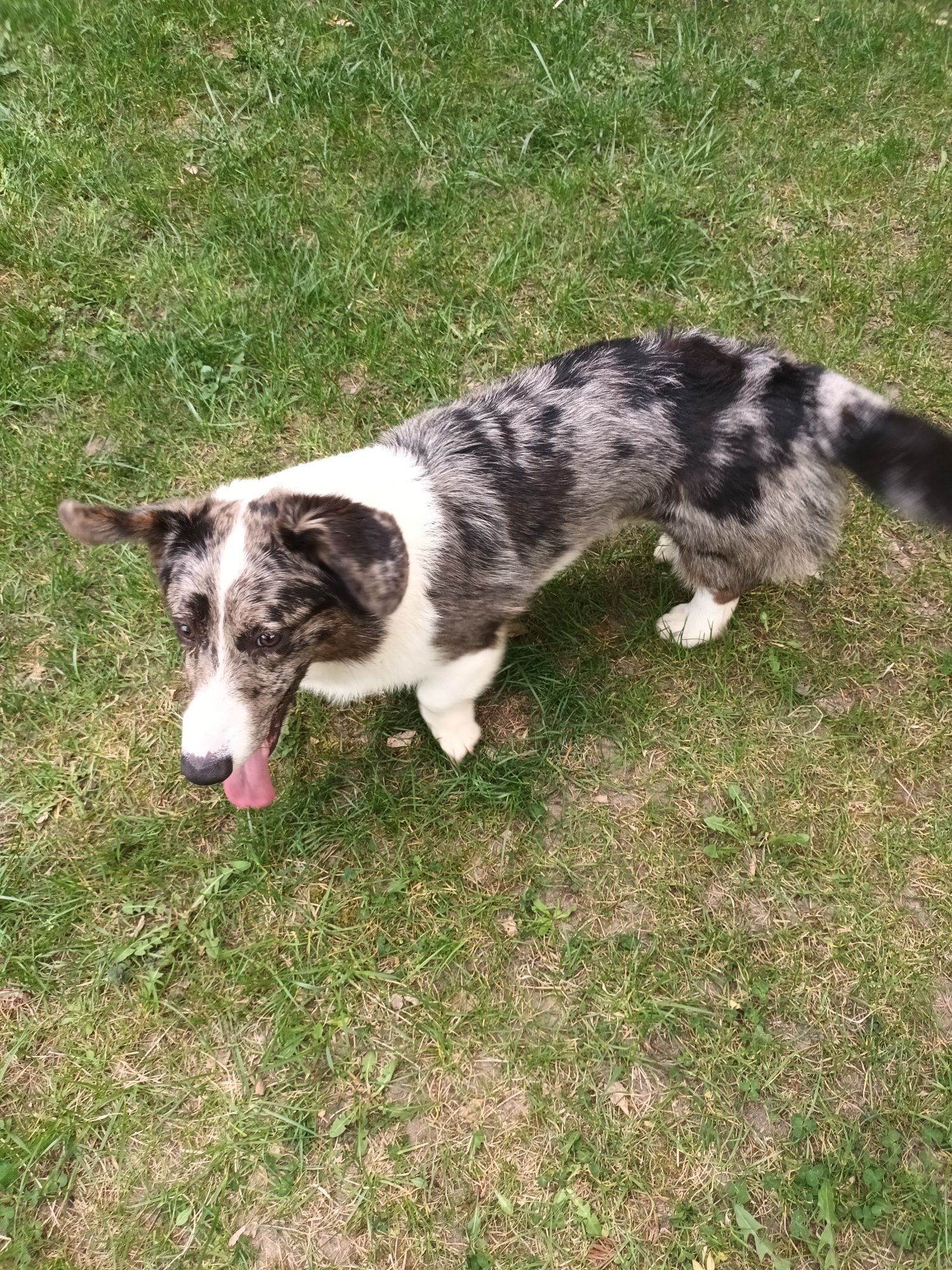 Welsh corgi cardigan pies do adopcji