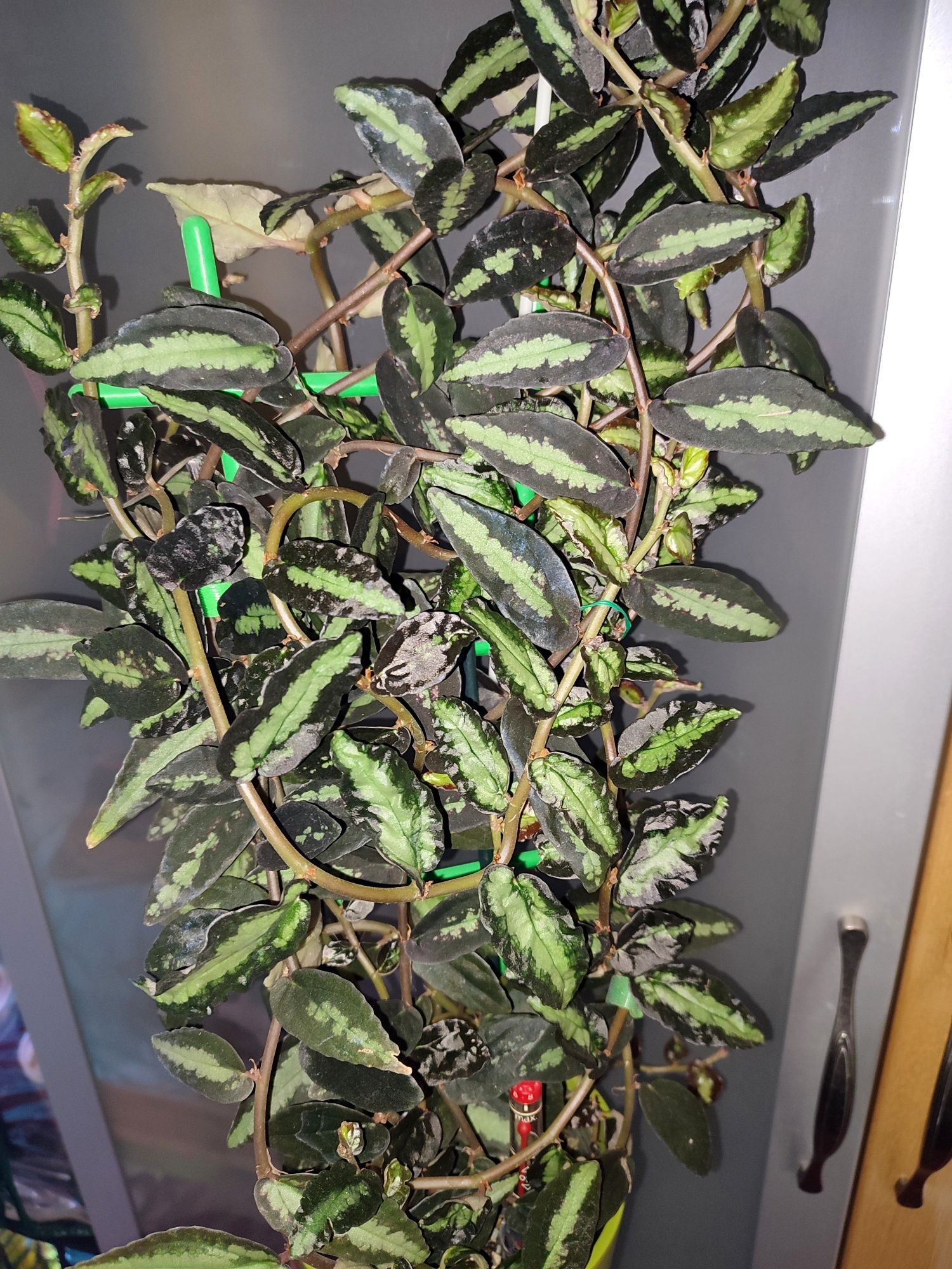 Pellionia repens i pulchra rośliny o barwnych lisciach do terrarium
