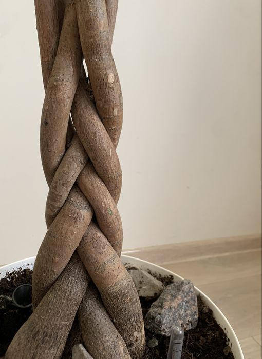 Продам чудовий, великий вазон — Пахіру