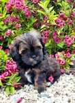 Shihpoo samiec hybryda gotowy do odbioru