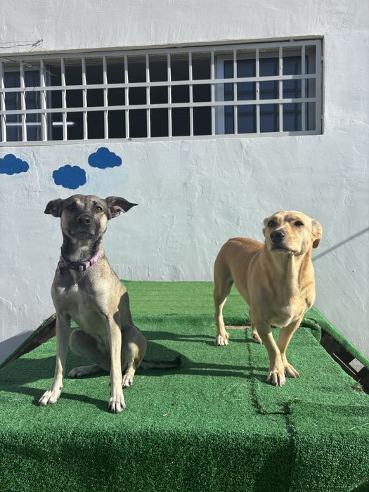 Pet sitter e Dog Walker com experiência