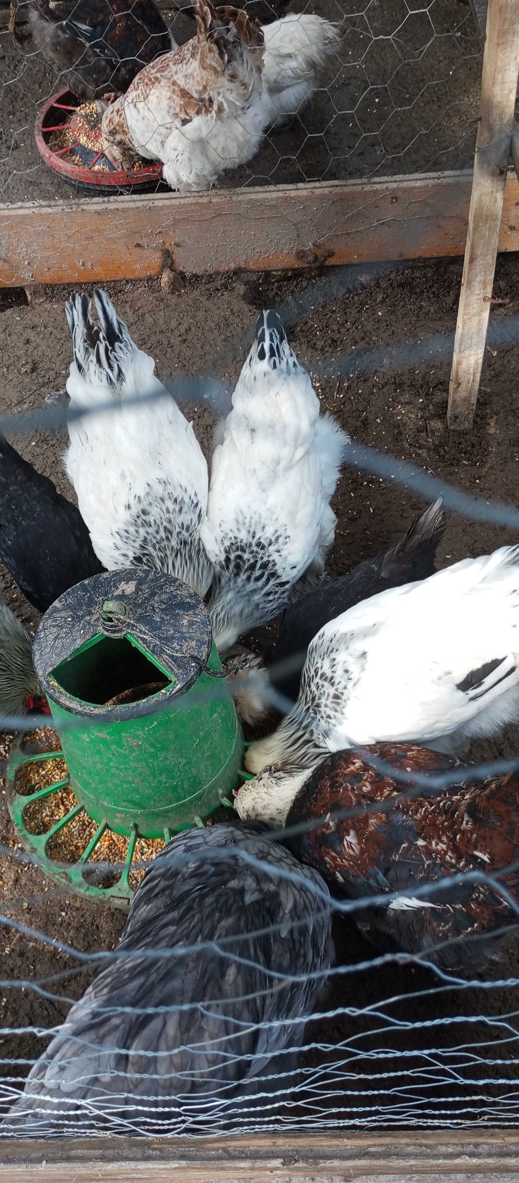 Vendo galinhas de raça