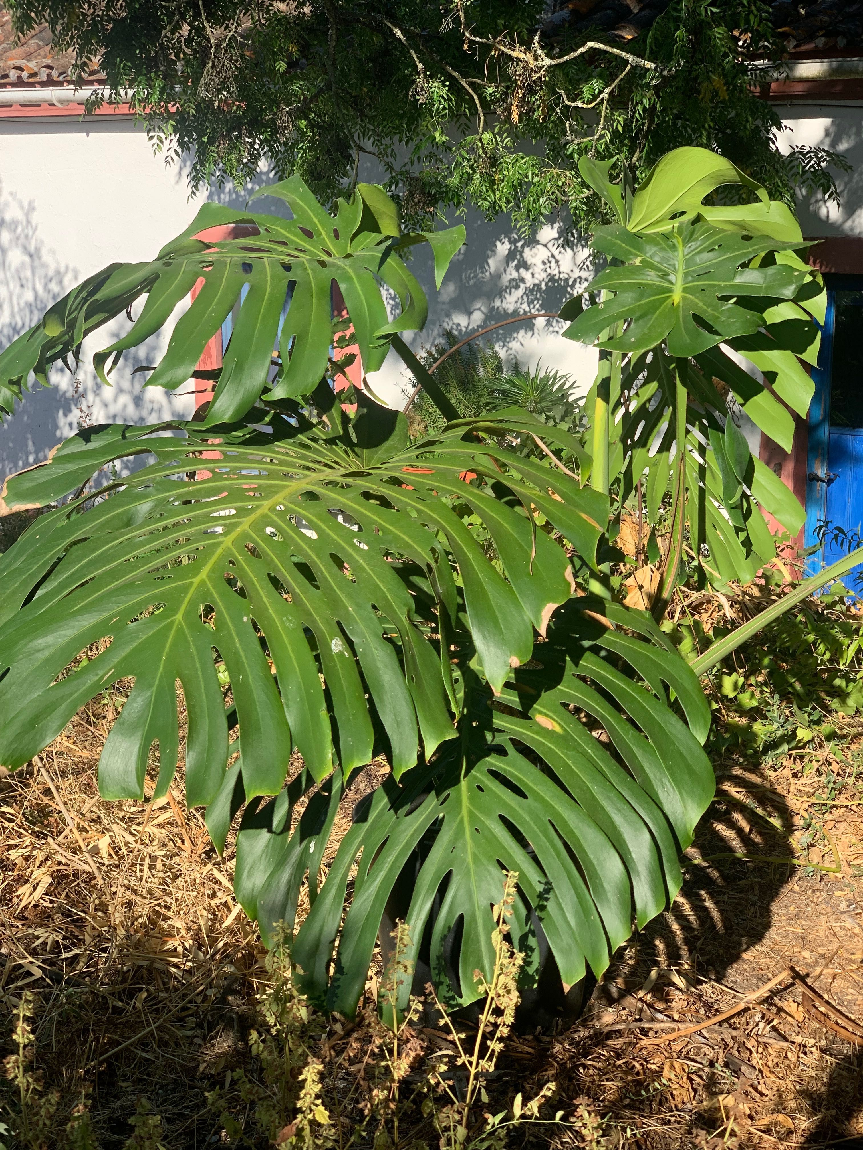 Monstera deliciosa