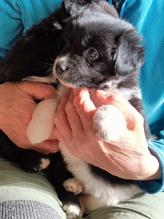 Szczeniak do adopcji