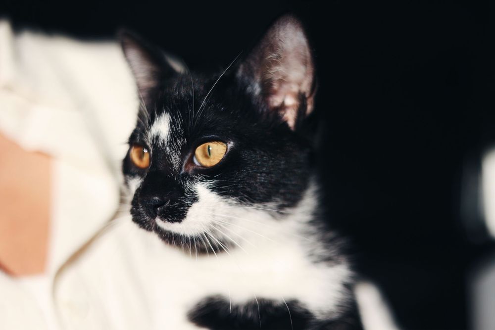 HOBBS gatinho para adoção responsavel