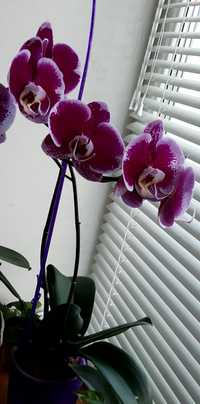 Домашня орхидея.