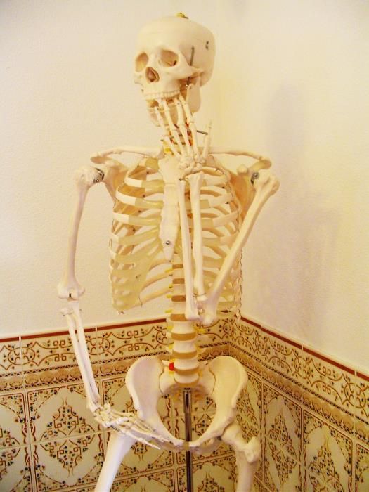 Esqueleto Altura 1,85m