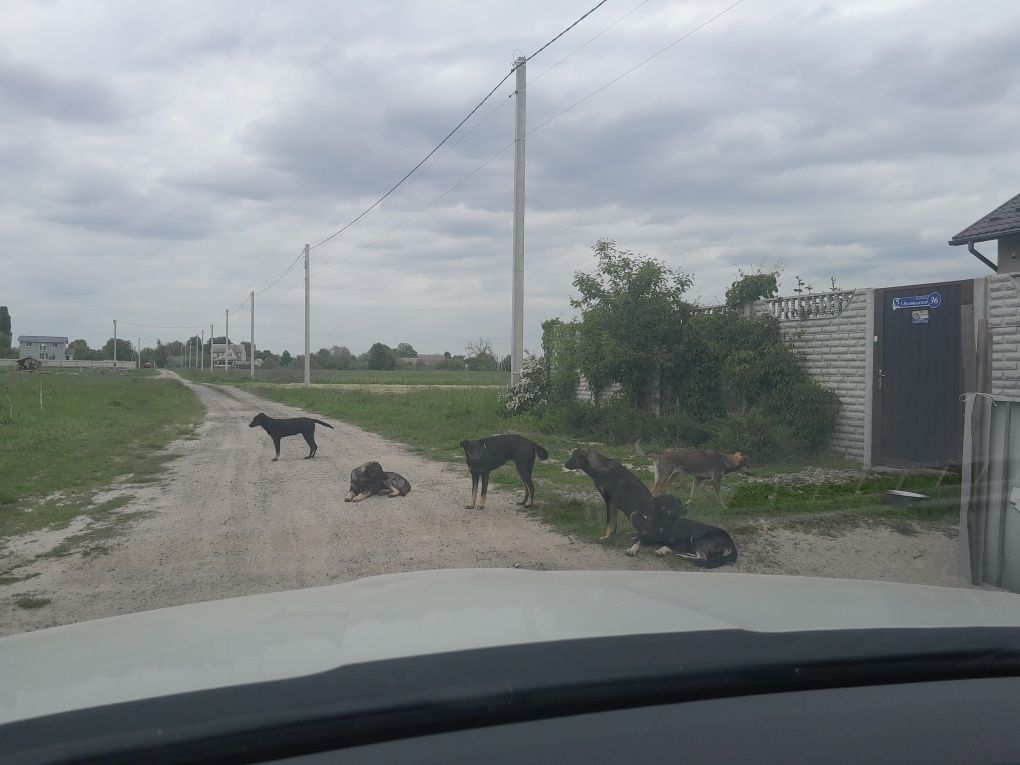 Заберіть цуциків в добрі руки