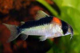 Kirysek Adolfa - Corydoras Adolfoi. Cetarius