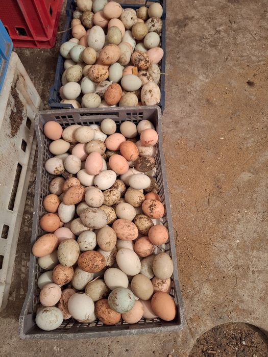 Mix jajek Kacze I Kurze