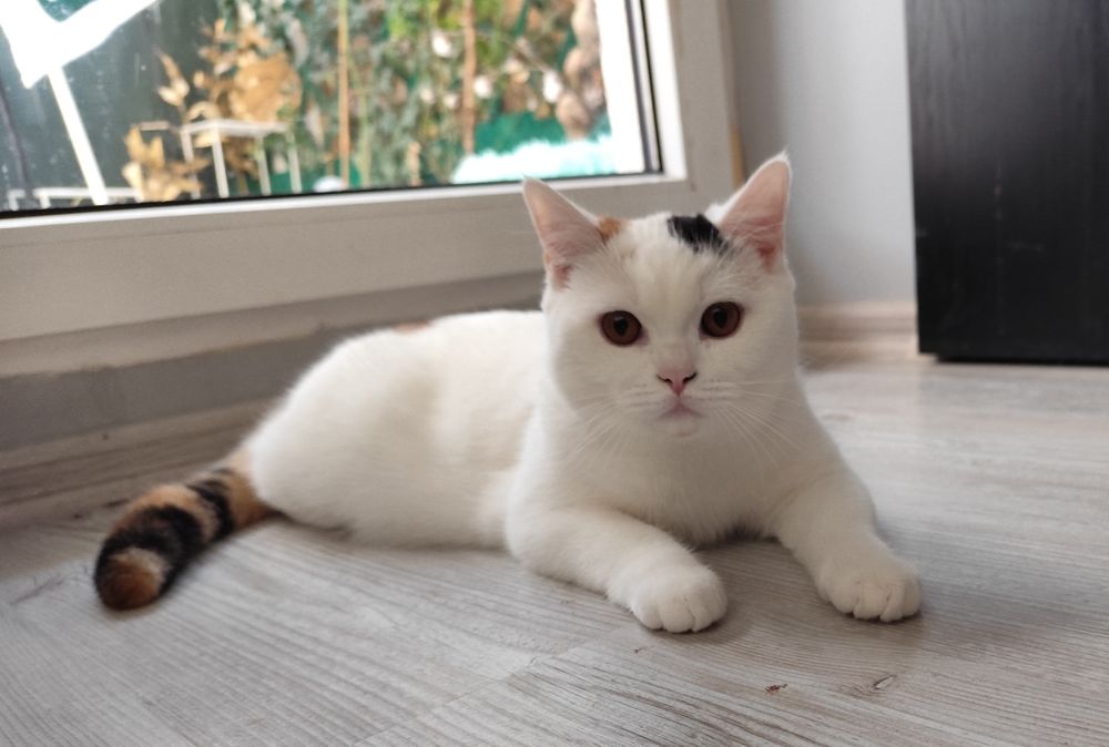 Kotka brytyjska krótkowłosa