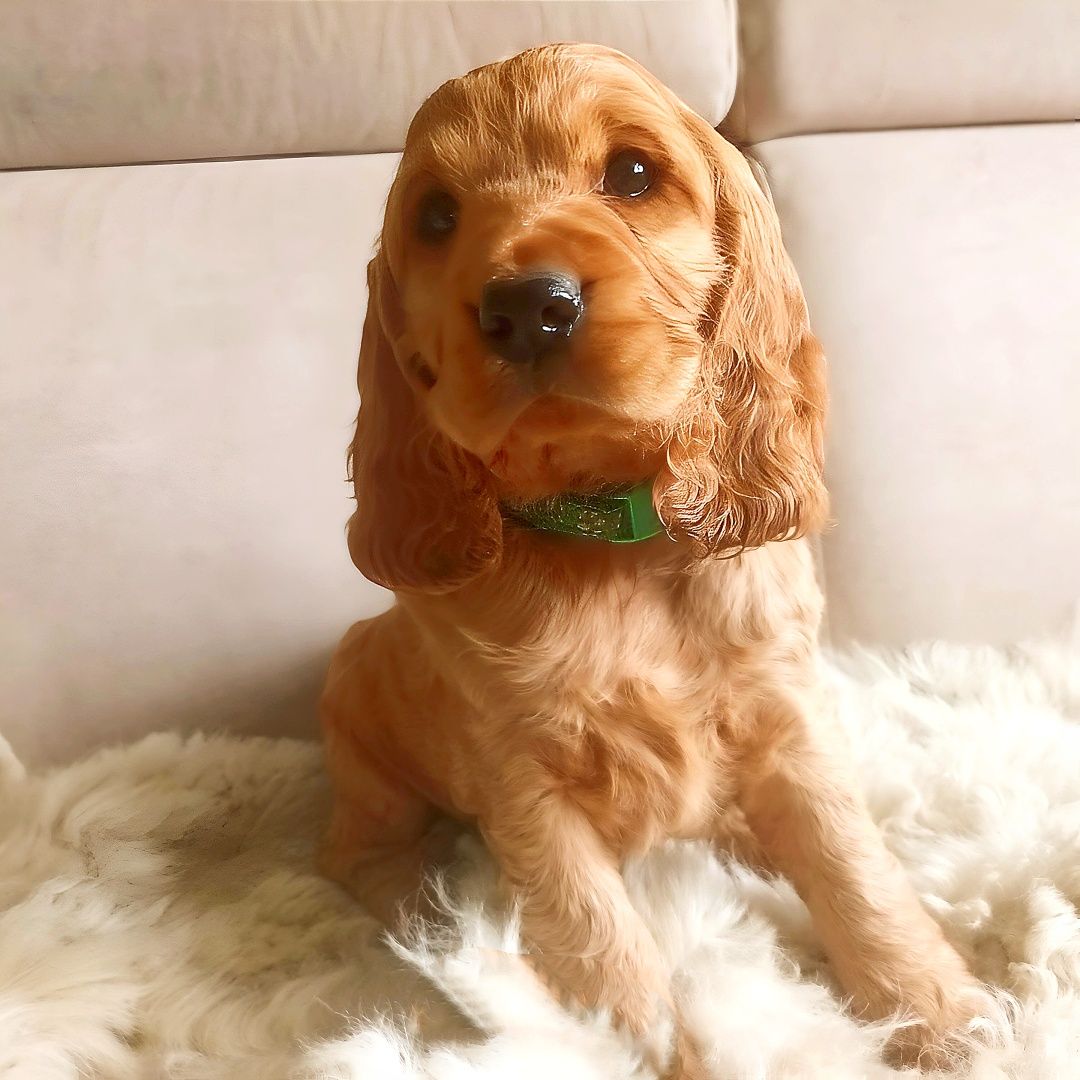 Śliczny Cocker spaniel - gotowy do odbioru