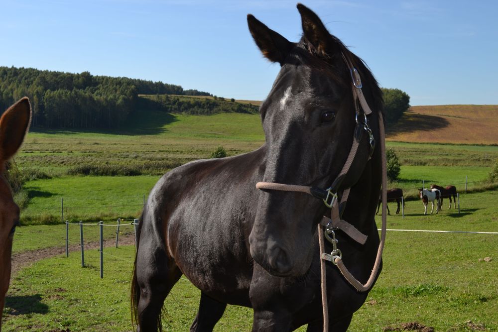 Piękny wałach na sprzedaż