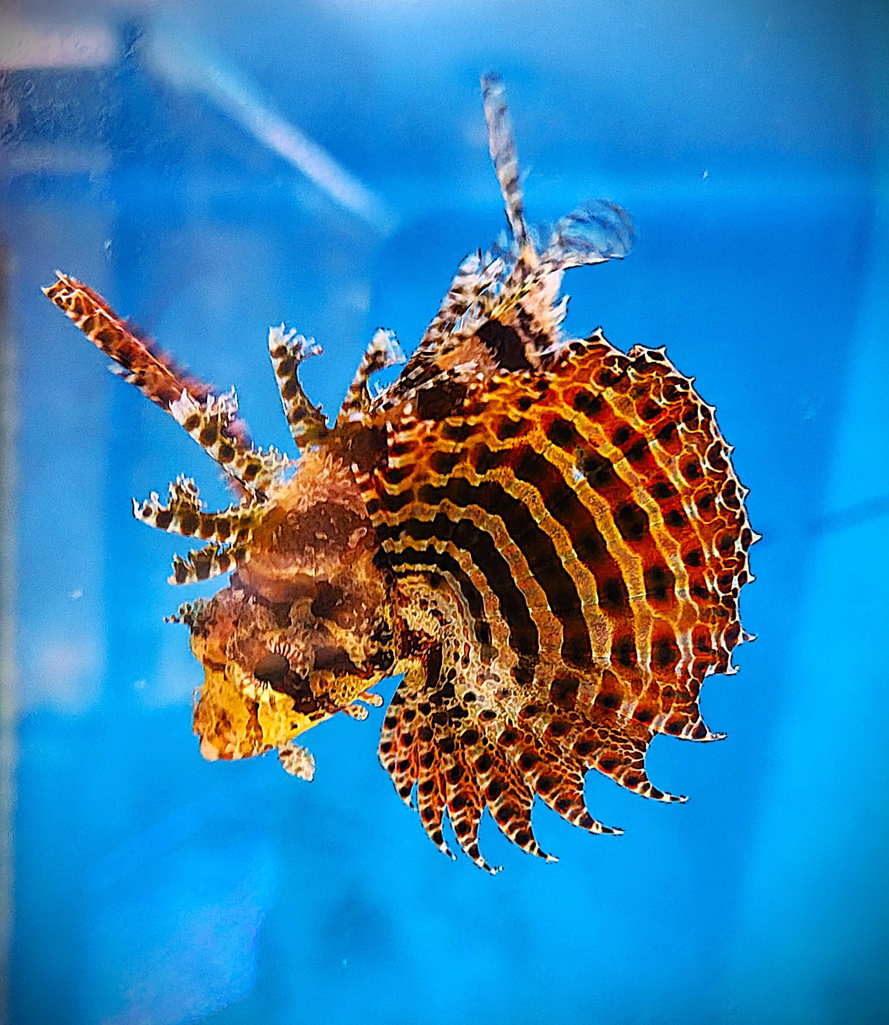 Skrzydlica Karłowata-Dendrochirus brachypterus. Morskie