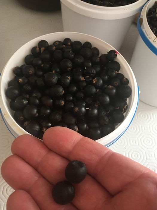 НАТУРАЛЬНЕ варення ,джем,абрикосове