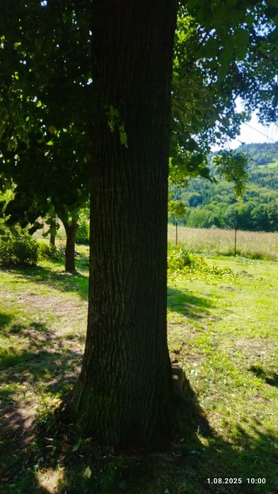 Lipa na rzeźby drzewo miękkie rzeźba drewno