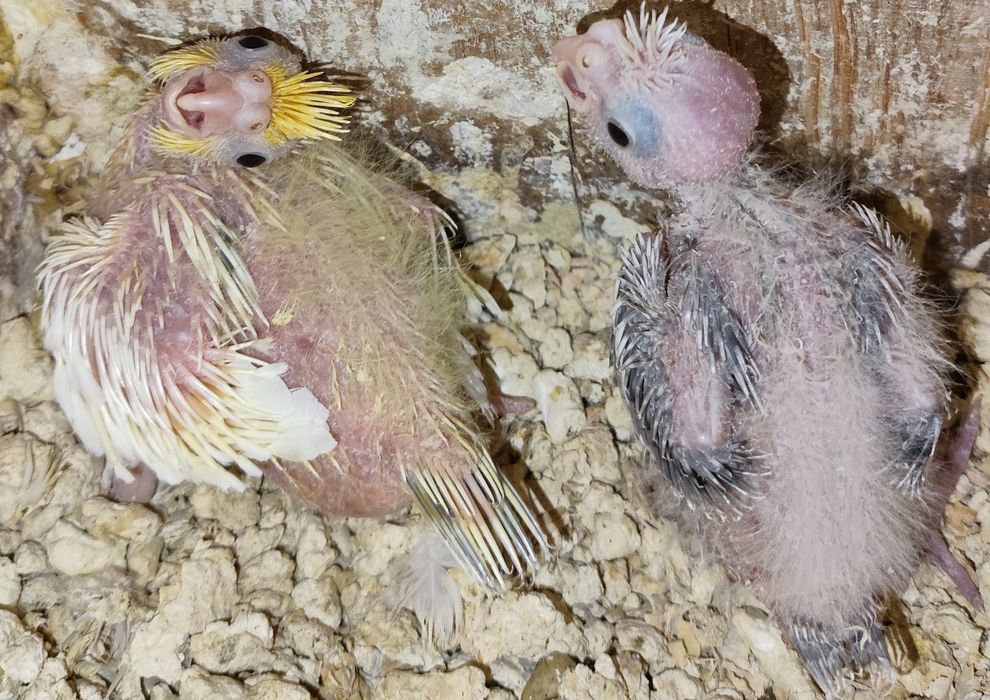 Caturras jovens para criar á mão.