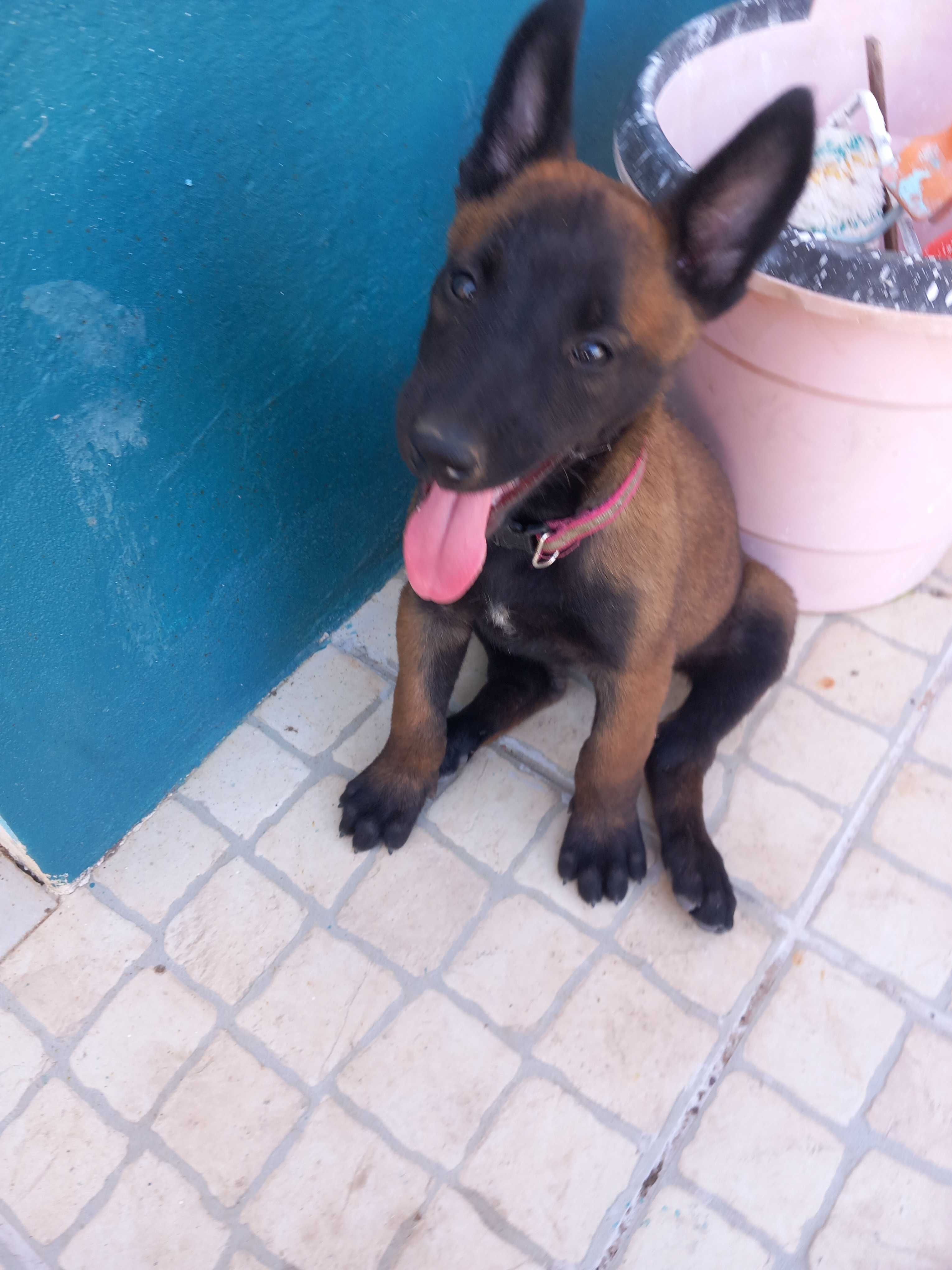 Pastor Belga Malinois fêmea