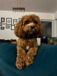 CAVAPOO RED piesek mix Cavalier King Charles Spaniel & Pudel toy