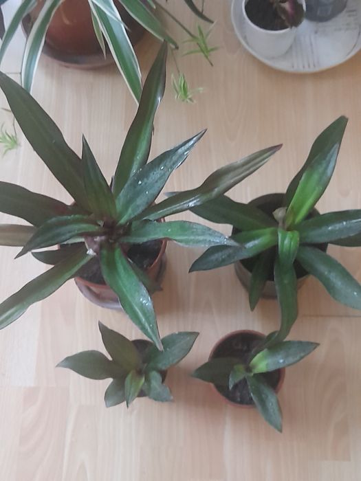 Продам вазони рео( традесканція покривальчата)