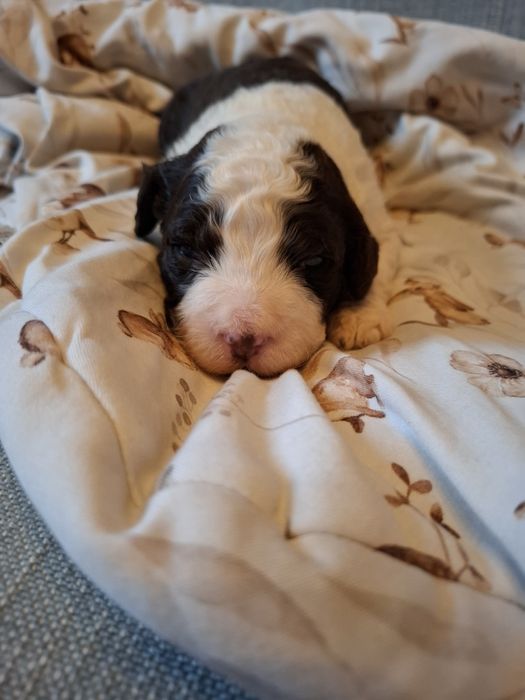 Szczenię piesek Portugalski pies dowodny PWD Lagotto Furbetti Coccolon