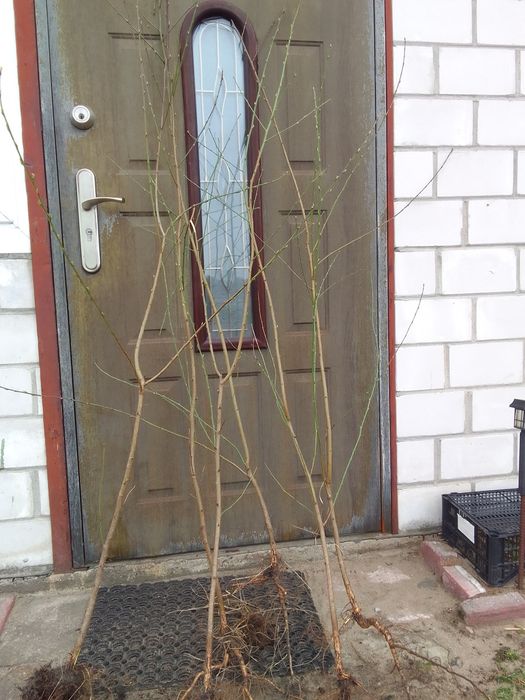 Drzewka brzoskwiń i nektarynkow