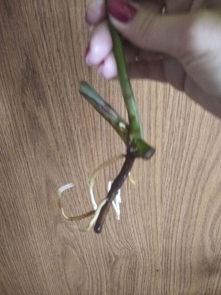 Monstera Sierra na mexican