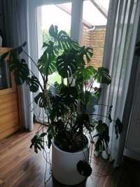 Ogromna Monstera