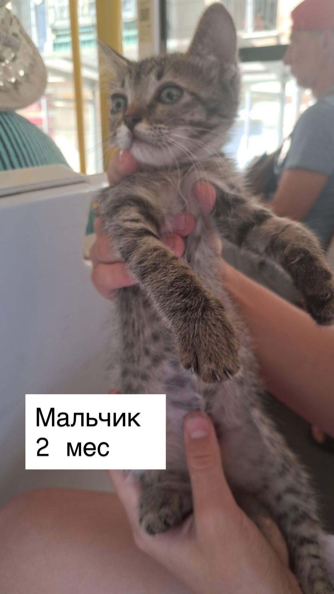 Красивые котята Бесплатно