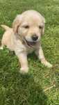 Szczeniak Golden Retriever