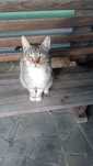 Отдам кота или кошку