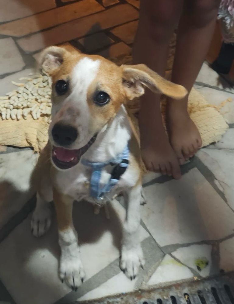 Cacau para doaçao