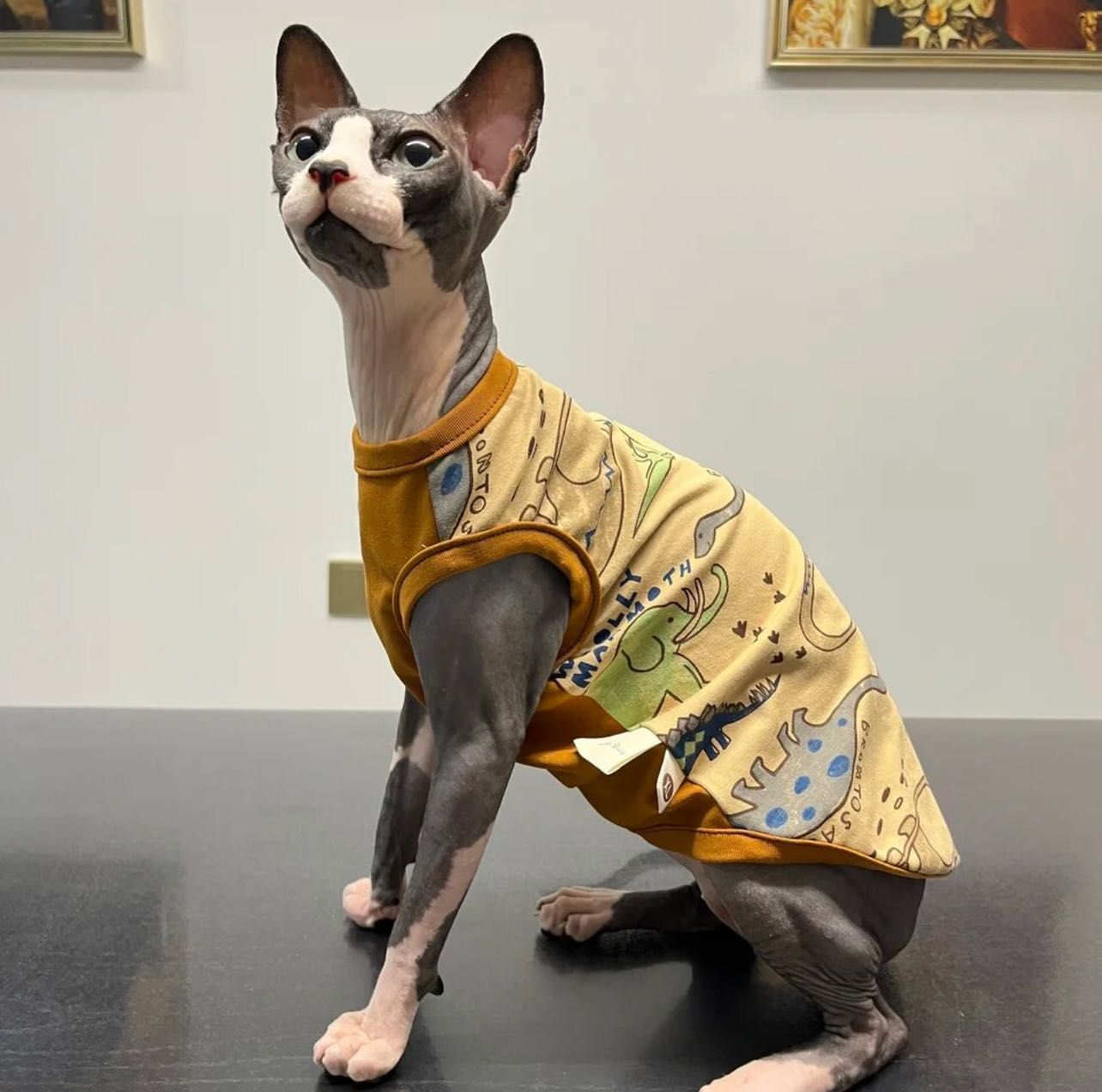 Одежда для сфинкса для котят одяг для кота