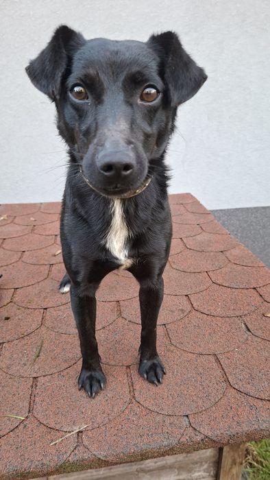 Murzynek-piesek z łańcucha o gołębim serduszku