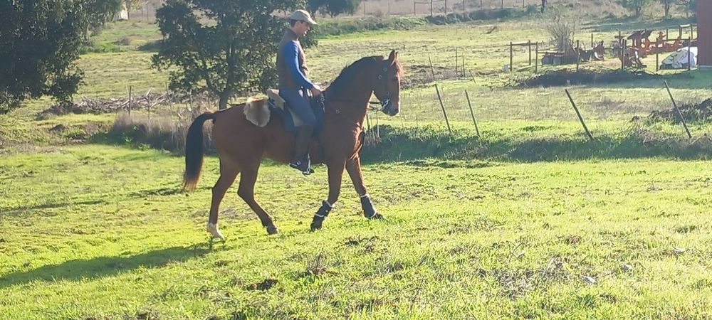 Cavalo castrado bem montado muito mansinho ideal para qualquer pessoa