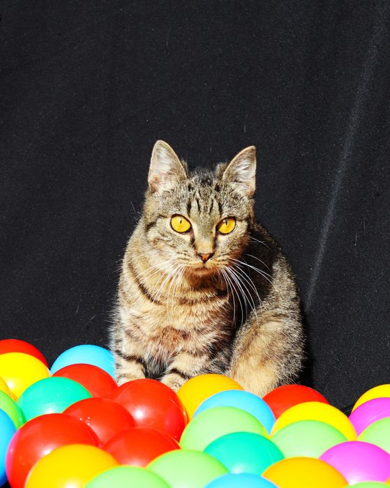 Wandzia o bursztynowych oczach szuka domu | 2 letnia