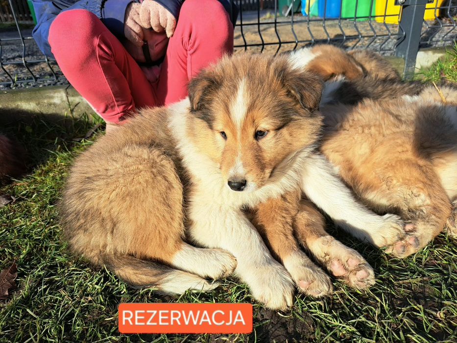 !GOTOWE NA NOWY DOM! -Owczarek szkocki collie- szczeniaki