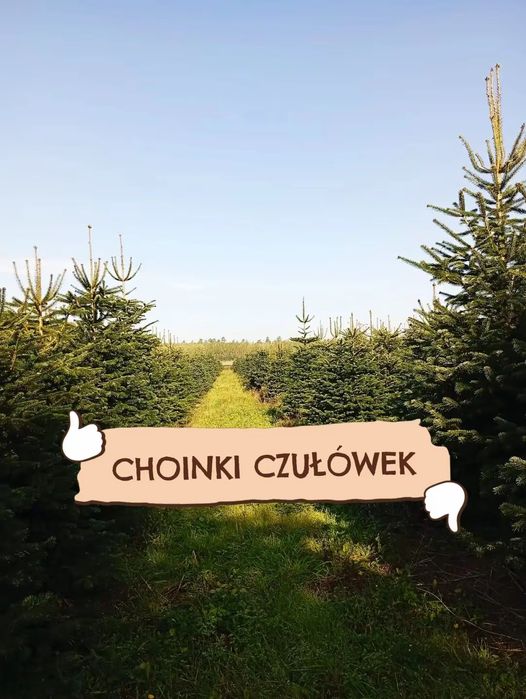 Jodła kaukaska CHOINKI CZUŁÓWEK 220-280CM