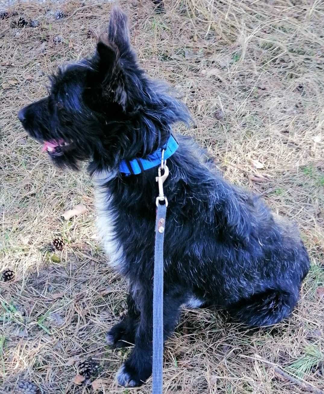 Juki-nieduży (10kg), KUDŁATY, łagodny -możliwy dowóz