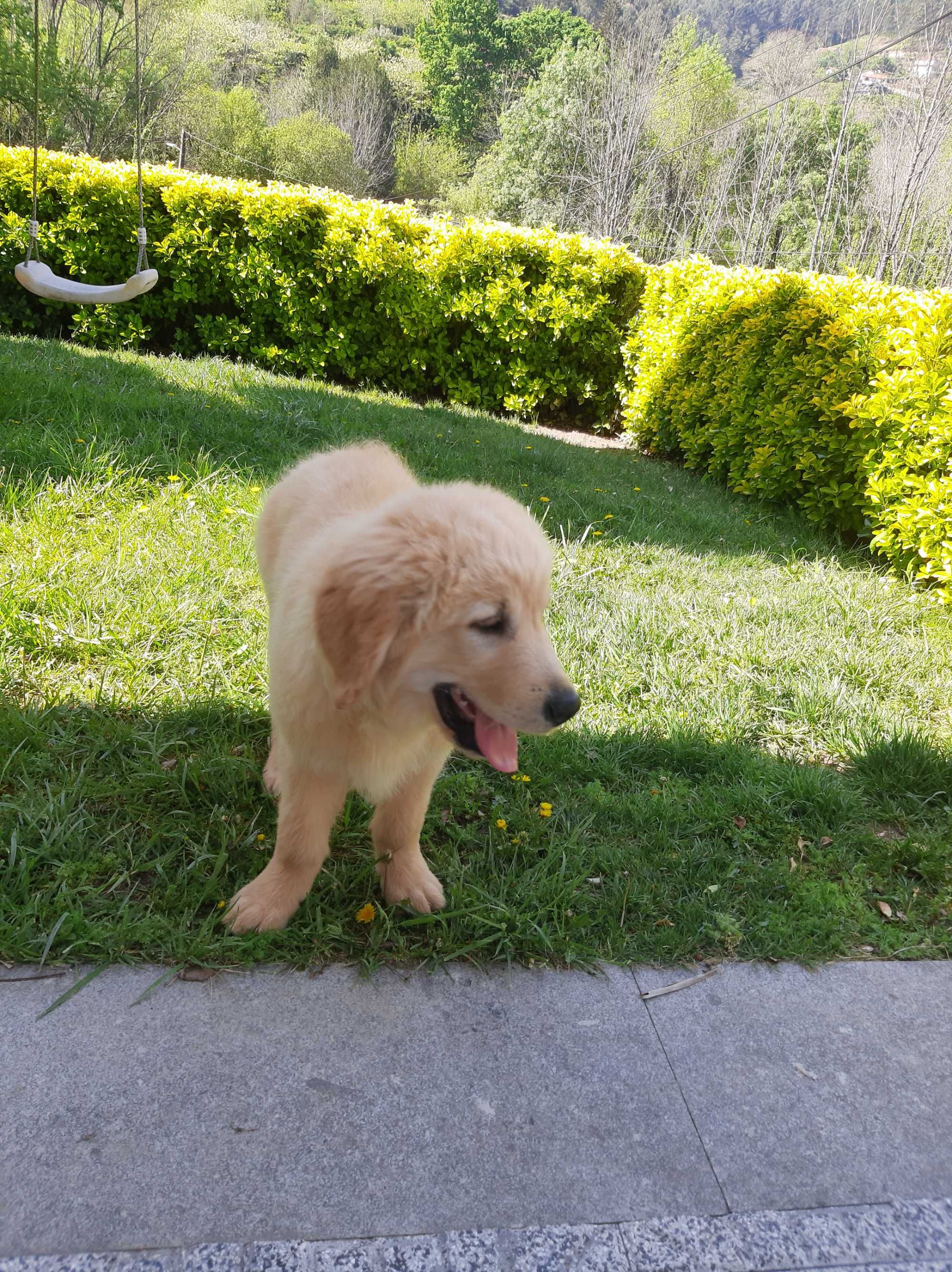 Exelente Golden Retriever com LOP