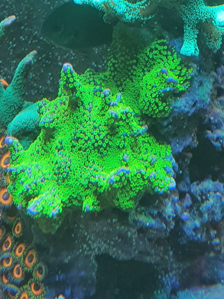 Montipora Star Wars