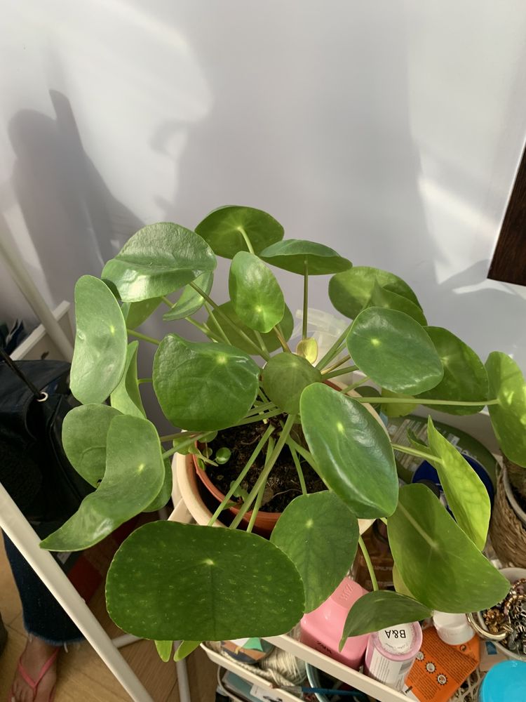 Planta Pilea Peperomioides / folhas redondas