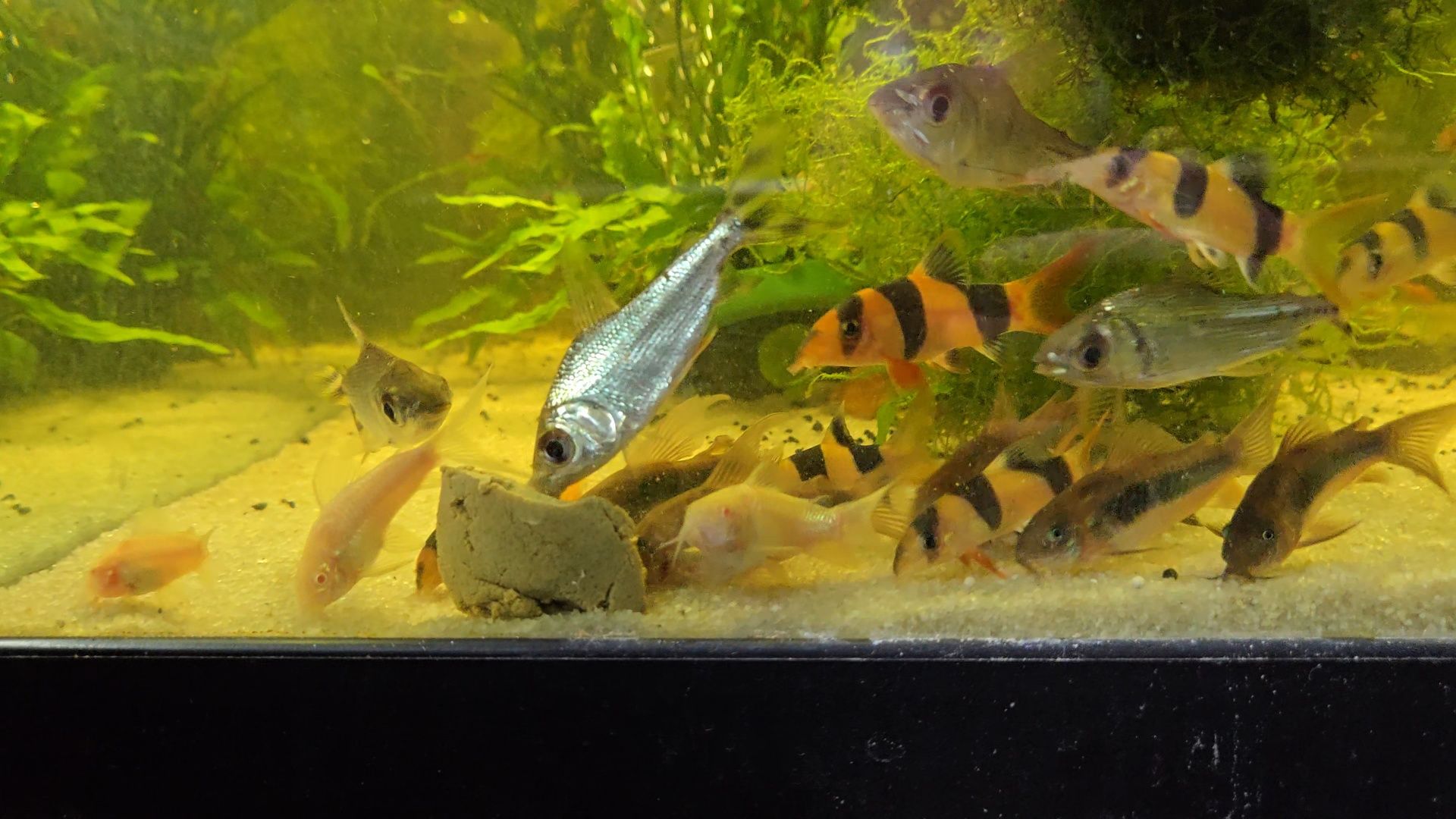 Flagtail com 6cm