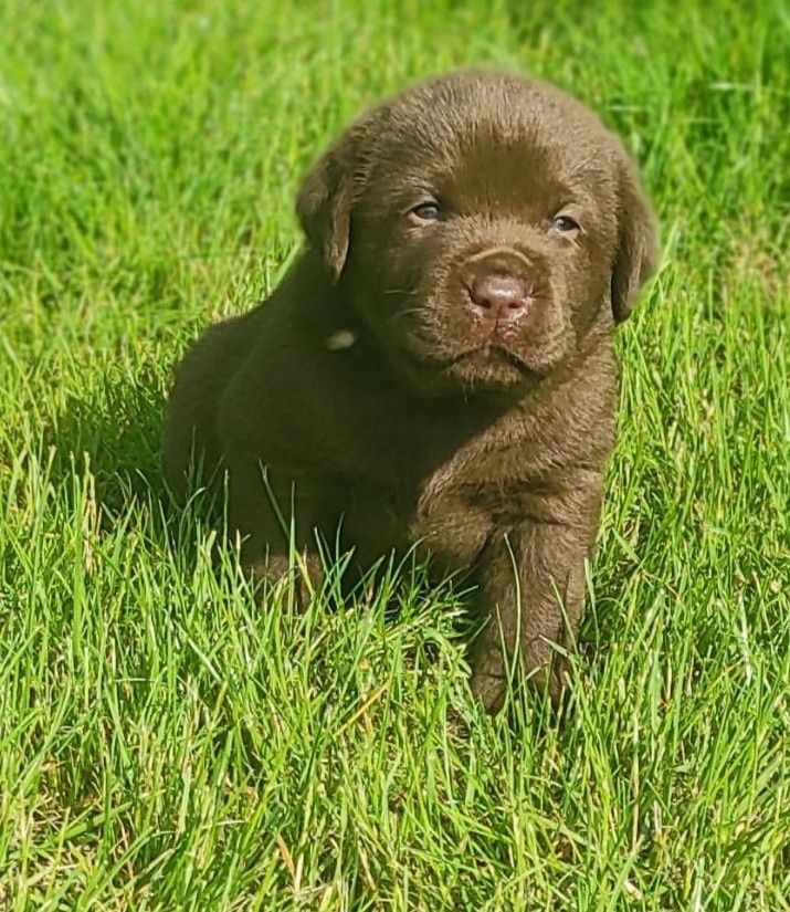 Labrador szczeniak czekoladowy