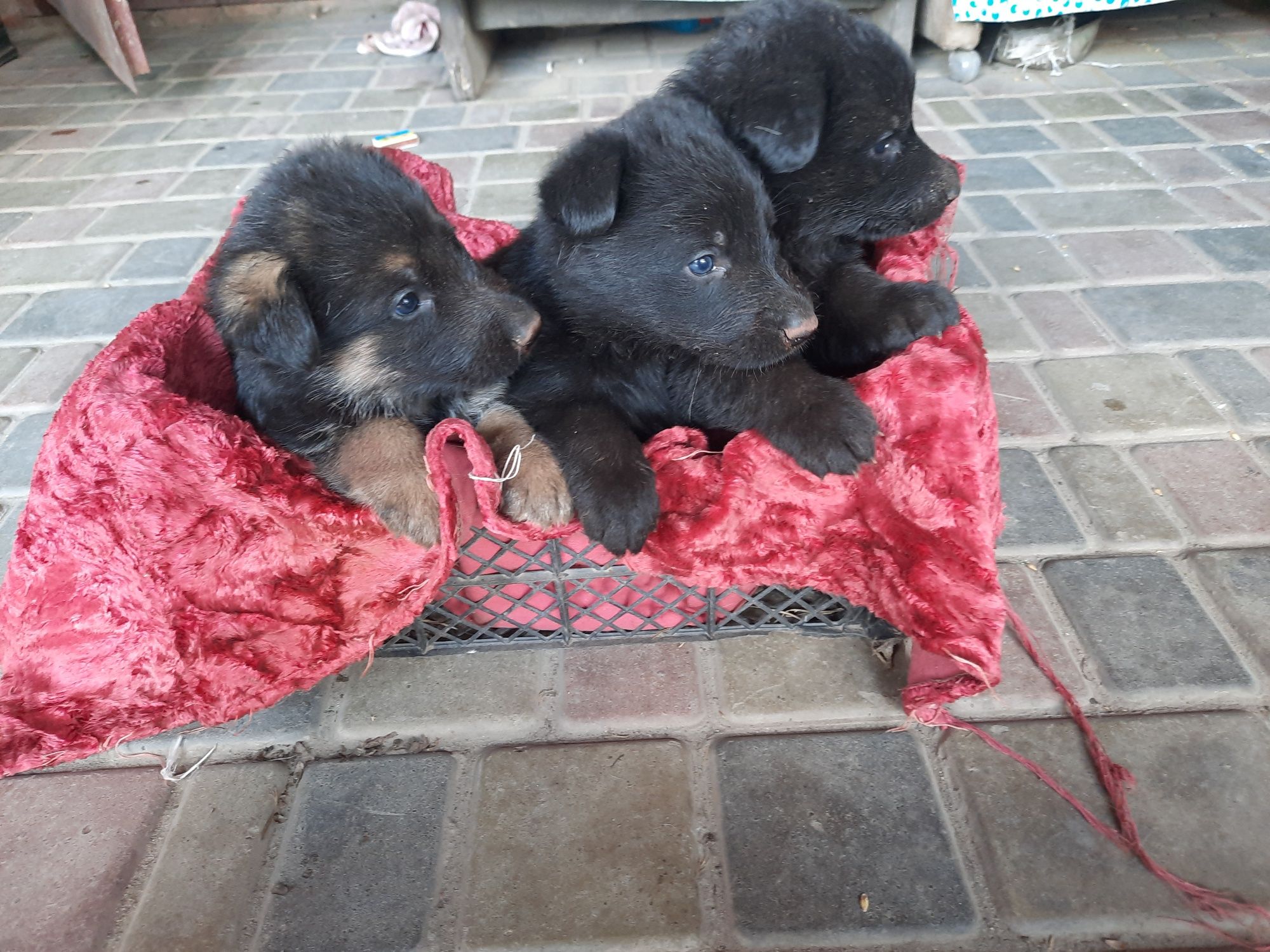 Цуценята німецької вівчарки