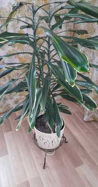 Dracena 100 cm ucięte czubki