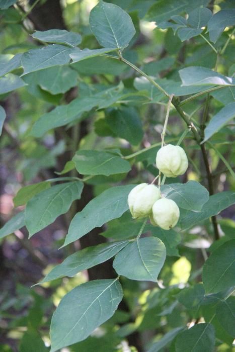Kłokoczka południowa 100 szt. drzewko różańcowe staphylea pinnata