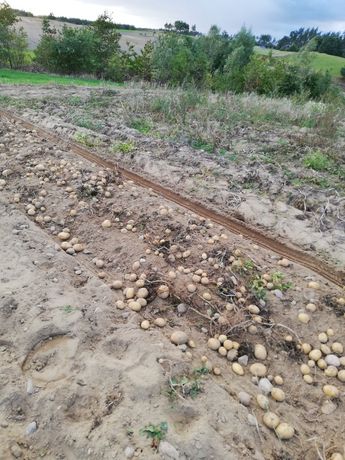 Ziemniaki z własnego gospodarstwa